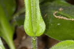 Wild comfrey